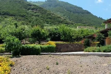 Mimosa * Malfa (Salina)