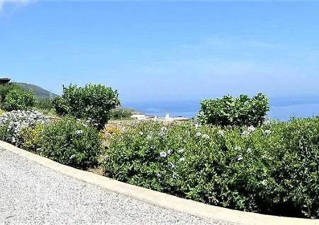 Mimosa Malfa (Salina)